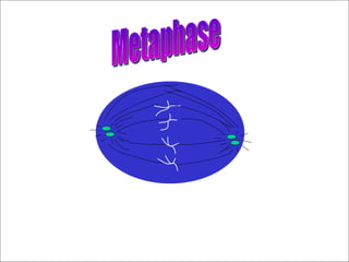 Metaphase 