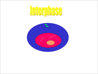 Interphase 