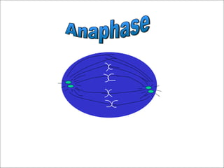 Anaphase 
