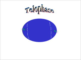 Telophase 