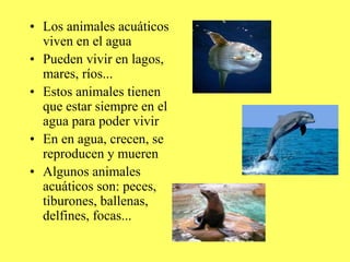 • Los animales acuáticos
viven en el agua
• Pueden vivir en lagos,
mares, ríos...
• Estos animales tienen
que estar siempre en el
agua para poder vivir
• En en agua, crecen, se
reproducen y mueren
• Algunos animales
acuáticos son: peces,
tiburones, ballenas,
delfines, focas...
 