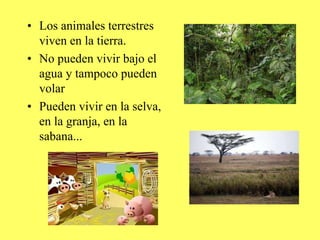 • Los animales terrestres
viven en la tierra.
• No pueden vivir bajo el
agua y tampoco pueden
volar
• Pueden vivir en la selva,
en la granja, en la
sabana...
 