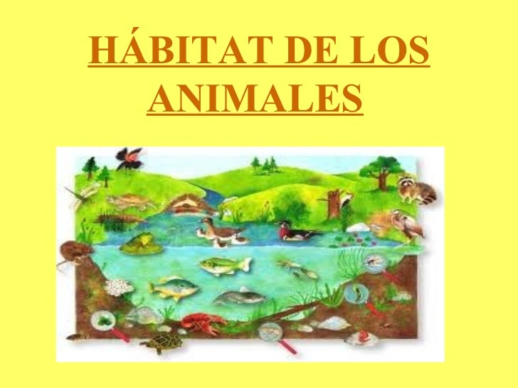 Hábitat De Los Animales