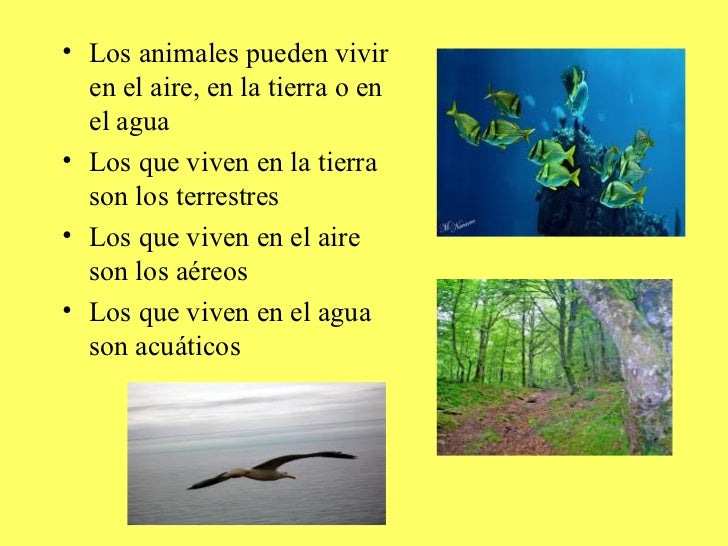 EL HÁBITAT DE LOS ANIMALES Los animales y su hábitat