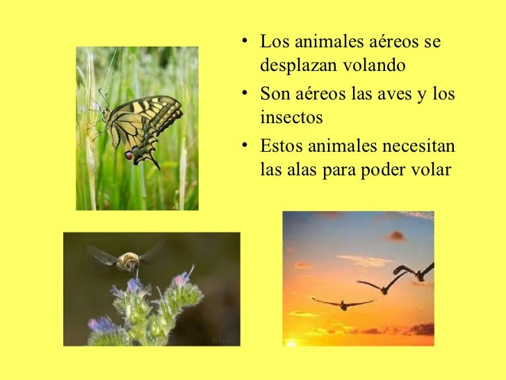 EL HÁBITAT DE LOS ANIMALES Los animales y su hábitat
