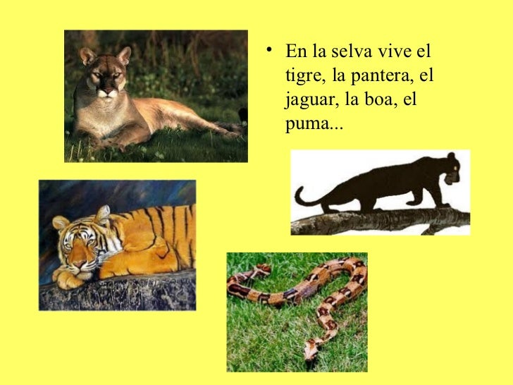 <ul><li>En la selva vive el tigre, la pantera, el jaguar, la boa, el puma... </li></ul>
