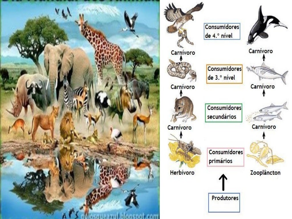 Qual A Diferença Entre Habitat E Nicho