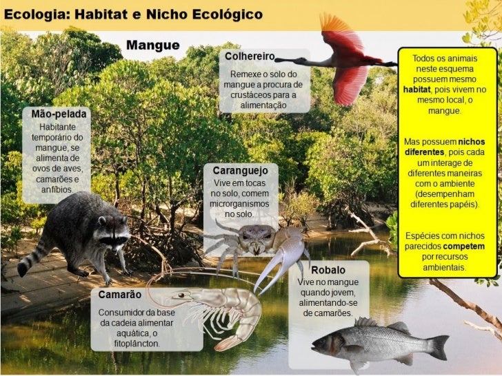Resultado de imagem para habitat e nicho ecologico