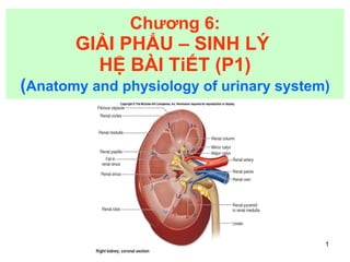 Chương 6: GIẢI PHẨU – SINH LÝ  HỆ BÀI TiẾT (P1) ( Anatomy and physiology of urinary system) 