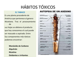 HÁBITOS TÓXICOS
EL TABACO
Es una planta procedente de
América que pertenece al genero
Nicotiana. Tras el procesamiento
de
sus hojas se obtiene el producto
que hoy conocemos el cual puede
ser mascado o aspirado. Entre
Sus componentes más tóxicos
podemos encontrar:
Monóxido de Carbono
Alquitrán
Nicotina
Oxidantes e irritantes
 