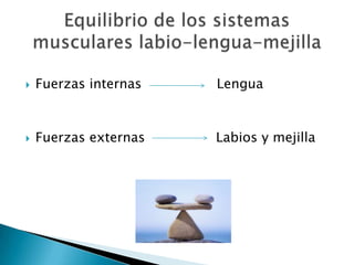  Fuerzas internas Lengua
 Fuerzas externas Labios y mejilla
 