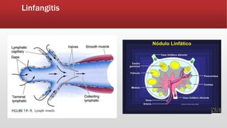 Linfangitis Reticular patologías del aparato cardiovascular (arterias , venas y vasos ...