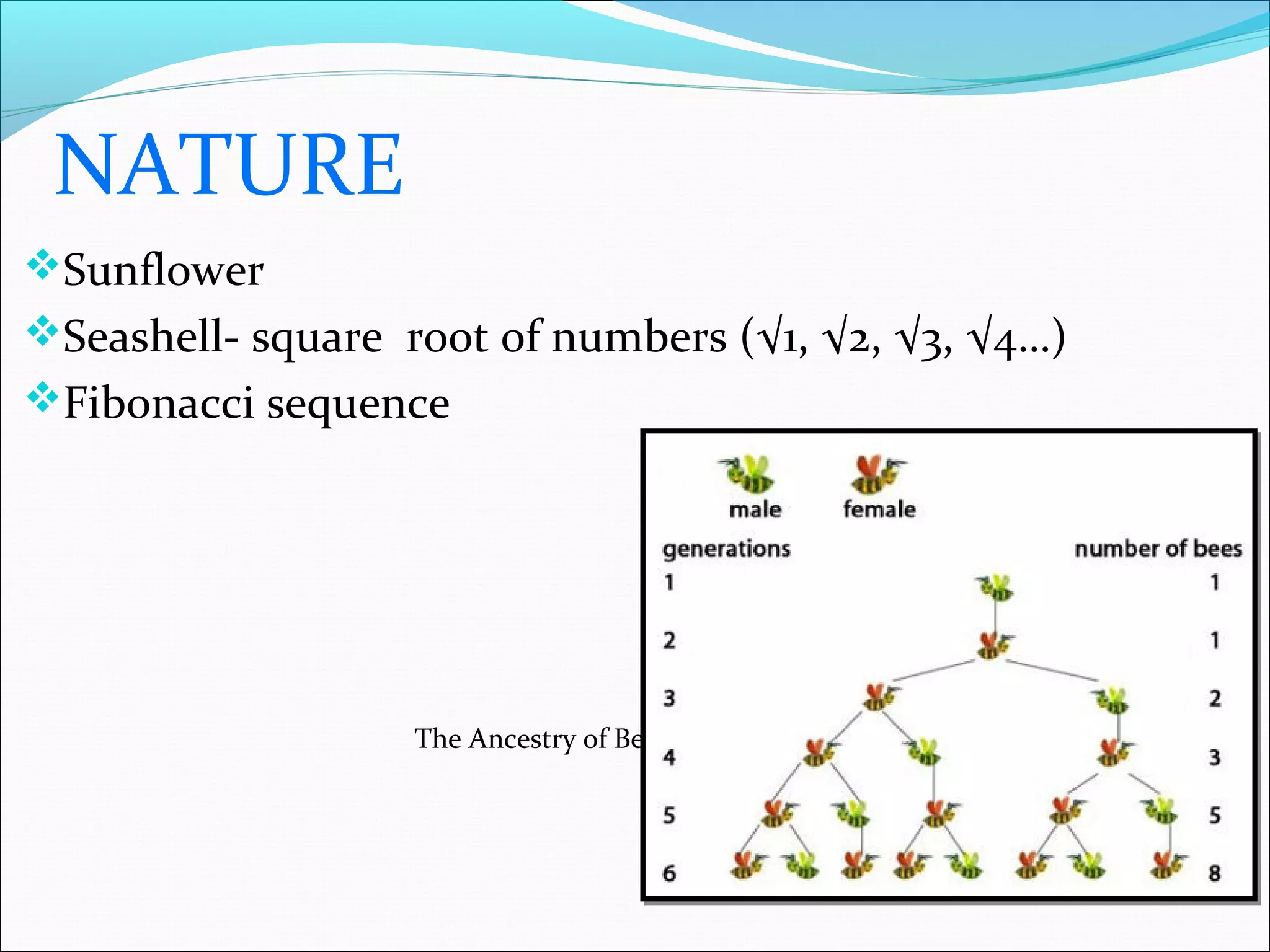 NATURE
Sunflower
Seashell- square root of numbers (√1, √2, √3, √4…)
Fibonacci sequence
The Ancestry of Bees
 
