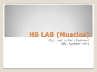 HB LAB (Muscles) Captured by: Doha Mohamed Bds1 Representative 