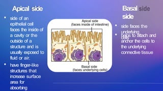 hierarchy of biological organization ppt | PPTX