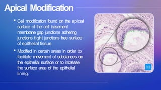 hierarchy of biological organization ppt | PPTX