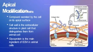 hierarchy of biological organization ppt | PPTX