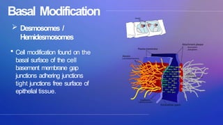 hierarchy of biological organization ppt | PPTX