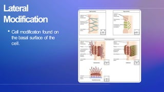 hierarchy of biological organization ppt | PPTX