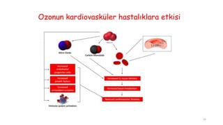 Ozonun kardiovasküler hastalıklara etkisi
32
 