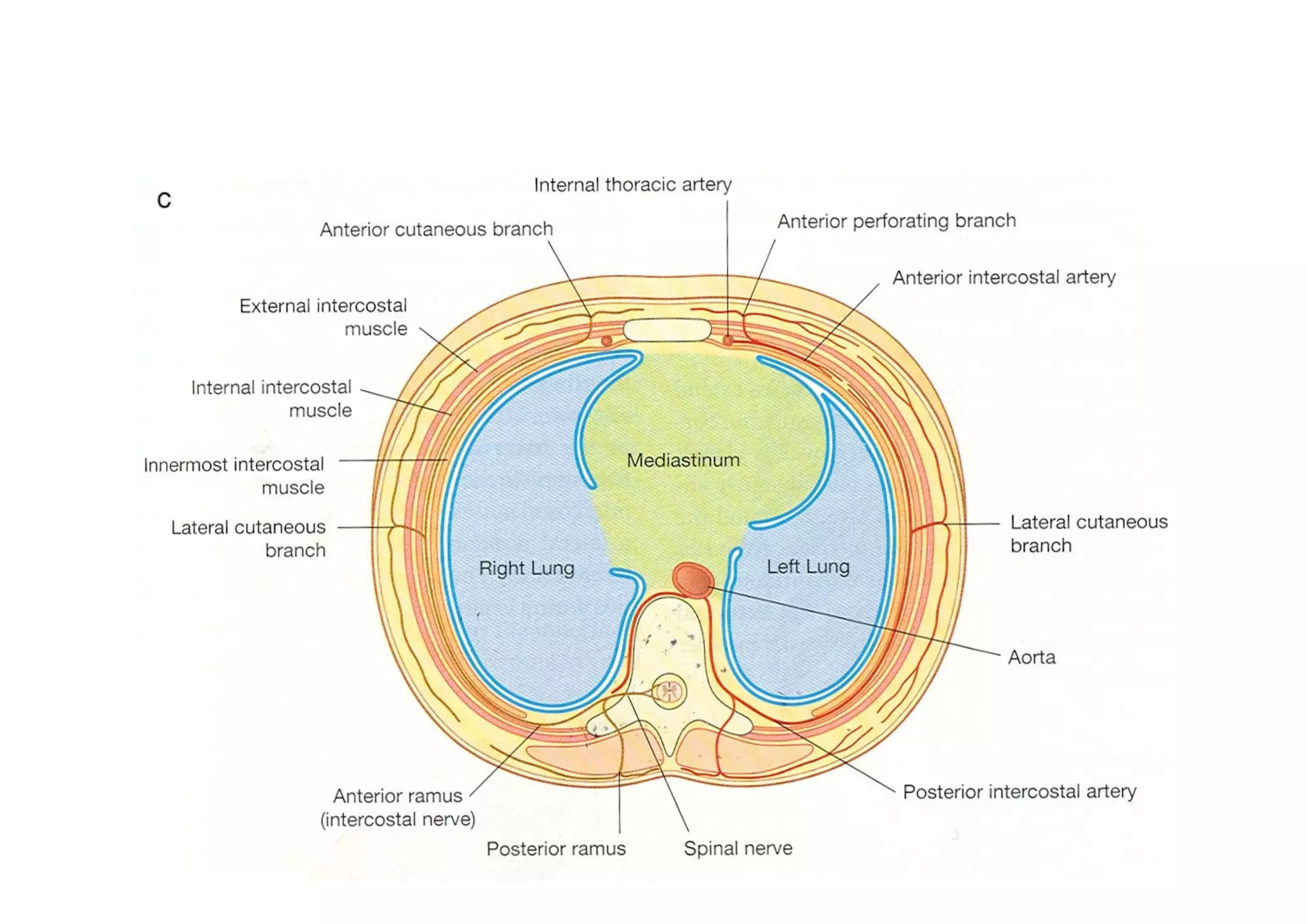 Superior mediastinum | PDF