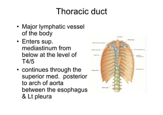 Superior mediastinum | PDF