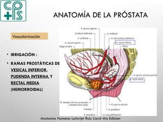 ANATOMÍA DE LA PRÓSTATA
• IRRIGACIÓN :
• RAMAS PROSTÁTICAS DE LA
VESICAL INFERIOR,
PUDENDA INTERNA Y
RECTAL MEDIA
(HEMORROIDAL)
Vascularización
Anatomía Humana Latarjet Ruiz Liard 4ta Edicion
 
