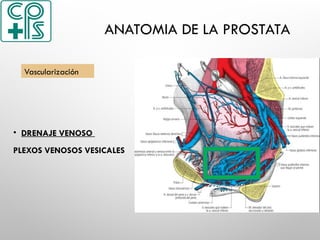ANATOMIA DE LA PROSTATA
• DRENAJE VENOSO
PLEXOS VENOSOS VESICALES
Vascularización
 