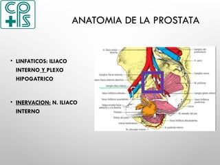 ANATOMIA DE LA PROSTATA
• LINFATICOS: ILIACO
INTERNO Y PLEXO
HIPOGATRICO
• INERVACION: N. ILIACO
INTERNO
 