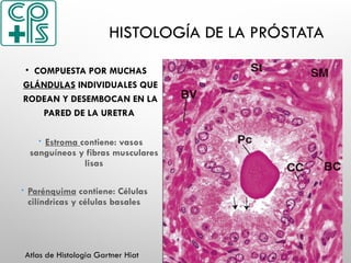 HISTOLOGÍA DE LA PRÓSTATA
• COMPUESTA POR MUCHAS
GLÁNDULAS INDIVIDUALES QUE
RODEAN Y DESEMBOCAN EN LA
PARED DE LA URETRA
 Estroma contiene: vasos
sanguíneos y fibras musculares
lisas
 Parénquima contiene: Células
cilíndricas y células basales
Atlas de Histologia Gartner Hiat
 