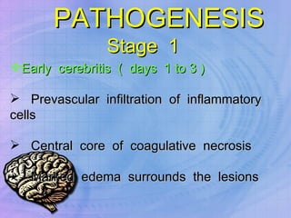 PATHOGENESIS Early  cerebritis  (  days  1 to 3 ) Prevascular  infiltration  of  inflammatory  cells Central  core  of  coagulative  necrosis  Marked  edema  surrounds  the  lesions Stage  1  