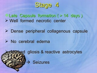Stage  4  Late  Capsule  formation ( > 14  days ) Well  formed  necrotic  center Dense  peripheral  collagenous  capsule No  cerebral  edema Marked  gliosis & reactive  astrocytes Gliosis     Seizures 