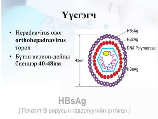 H bs ag, anti hbs | PPT