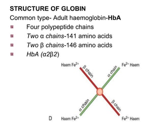 STRUCTURE OF GLOBIN
Common type- Adult haemoglobin-HbA
Four polypeptide chains
Two α chains-141 amino acids
Two β chains-146 amino acids
HbA (α2β2)
 