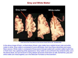 An Introduction To Human Neuroanatomy | PDF