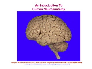An Introduction To
Human Neuroanatomy
Harvard Brain Tissue Resource Center, McLean Hospital, Belmont, MA 02478, 1-800-BRAIN BANK.
Created by Tim Wheelock, Assistant Director of Neuropathology/Instructor in Neuroanatomy
 
