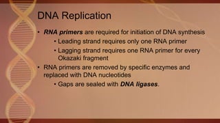• RNA primers are required for initiation of DNA synthesis
• Leading strand requires only one RNA primer
• Lagging strand requires one RNA primer for every
Okazaki fragment
• RNA primers are removed by specific enzymes and
replaced with DNA nucleotides
• Gaps are sealed with DNA ligases.
DNA Replication
 