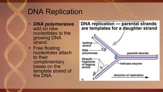 • DNA polymerases
add on new
nucleotides to the
growing DNA
strand.
• Free floating
nucleotides attach
to their
complimentary
bases on the
template strand of
the DNA.
DNA Replication
 