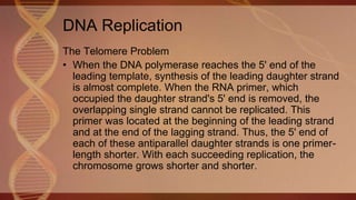 The Telomere Problem
• When the DNA polymerase reaches the 5' end of the
leading template, synthesis of the leading daughter strand
is almost complete. When the RNA primer, which
occupied the daughter strand's 5' end is removed, the
overlapping single strand cannot be replicated. This
primer was located at the beginning of the leading strand
and at the end of the lagging strand. Thus, the 5' end of
each of these antiparallel daughter strands is one primer-
length shorter. With each succeeding replication, the
chromosome grows shorter and shorter.
DNA Replication
 