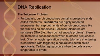 The Telomere Problem
• Fortunately, our chromosomes contains protective ends
called telomeres. Telomeres are highly repeated
sequences that cap both ends of our chromosomes like
the wax tips on shoelaces. Because telomeres are
nonsense DNA (i.e., they do not encode proteins), there is
no immediate consequences when telomeric sequence is
lost. Given enough replication events, telomere shortening
is correlated with triggering a natural cell death called
apoptosis. Cellular aging occurs when the cells are no
longer able to divide.
DNA Replication
 