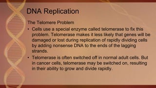 The Telomere Problem
• Cells use a special enzyme called telomerase to fix this
problem. Telomerase makes it less likely that genes will be
damaged or lost during replication of rapidly dividing cells
by adding nonsense DNA to the ends of the lagging
strands.
• Telomerase is often switched off in normal adult cells. But
in cancer cells, telomerase may be switched on, resulting
in their ability to grow and divide rapidly.
DNA Replication
 