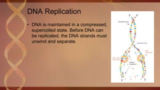 DNA Replication
• DNA is maintained in a compressed,
supercoiled state. Before DNA can
be replicated, the DNA strands must
unwind and separate.
 