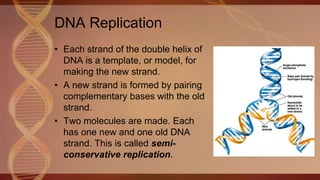 DNA Replication
• Each strand of the double helix of
DNA is a template, or model, for
making the new strand.
• A new strand is formed by pairing
complementary bases with the old
strand.
• Two molecules are made. Each
has one new and one old DNA
strand. This is called semi-
conservative replication.
 
