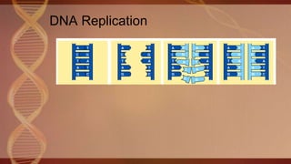 DNA Replication
 