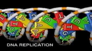DNA Replication
 