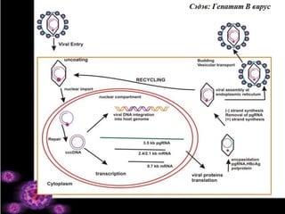 HBV репликаци: 
Эс дотор орох 
• Эсийн гадна бүрхүүлээ хаях 
– Капсидаа задлах (элэгний эсийн уургийн 
оролцоотой) 
• Чөлөөт геном бичил гуурсаар дамжиж 
– Бөөмөнд Импортин α, β рецептортой 
холбогдох 
• rcDNA (тал цагират, эерэгт утгат) 
– cccDNA (covalently closed circular DNA) 
үүснэ. (эписом ба интеграцилагдсан) 
 