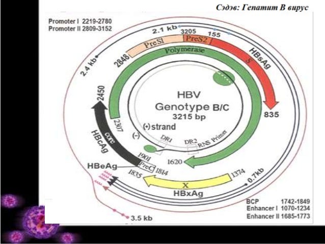 Hbv