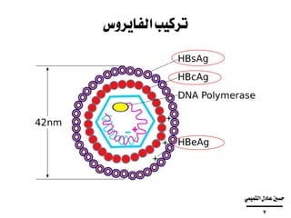 ‫الفايروس‬‫تركيب‬
‫التميمي‬‫عادل‬‫حسني‬
‫ــــــــــــــــــــــــــــــــــــــــ‬
7
 