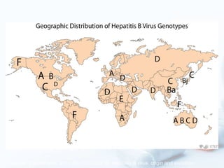 Source: J Viral Hepat. 2010 Apr;17(4):229-35. Hepatitis B virus: origin and evolution.
 