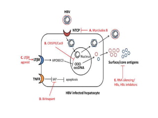 Hbv therapeutic advances